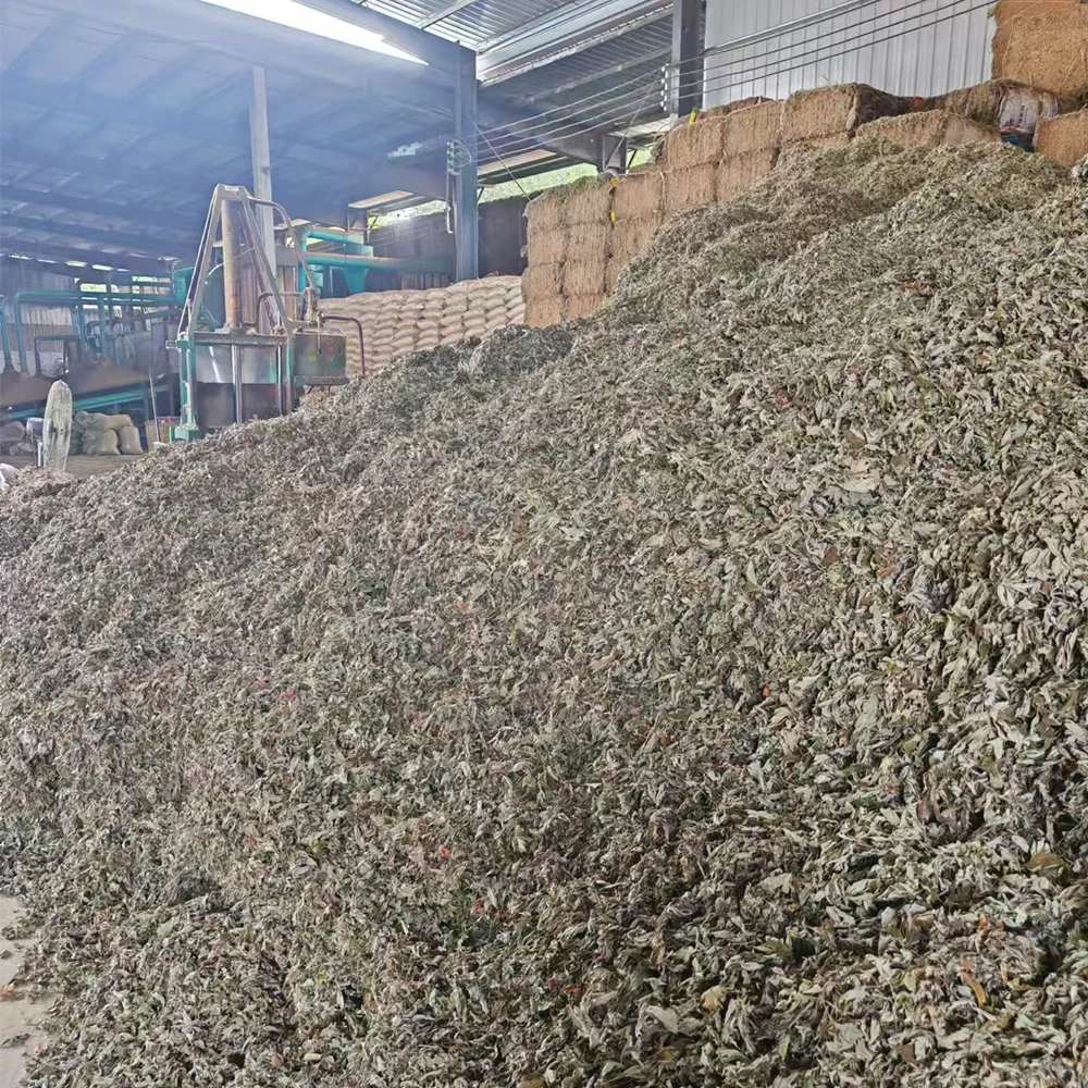 100% Natural Artemisia Argyi Sustainable Harvested Wildcrafted Mugwort Premium Organic Mugwort Leaves Dried Mugwort Leaves