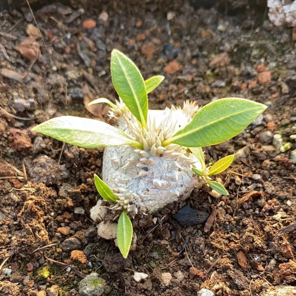 Succulent Care - Succulents cactus Plants