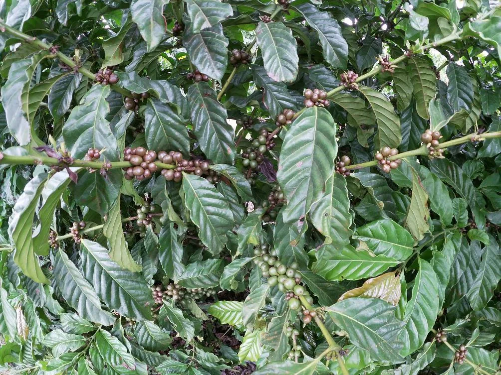 
MOKABAR Italian Quality Indian Coffee Kaapy Royal 1kg 100% Robusta Coffee Beans For Hotel 