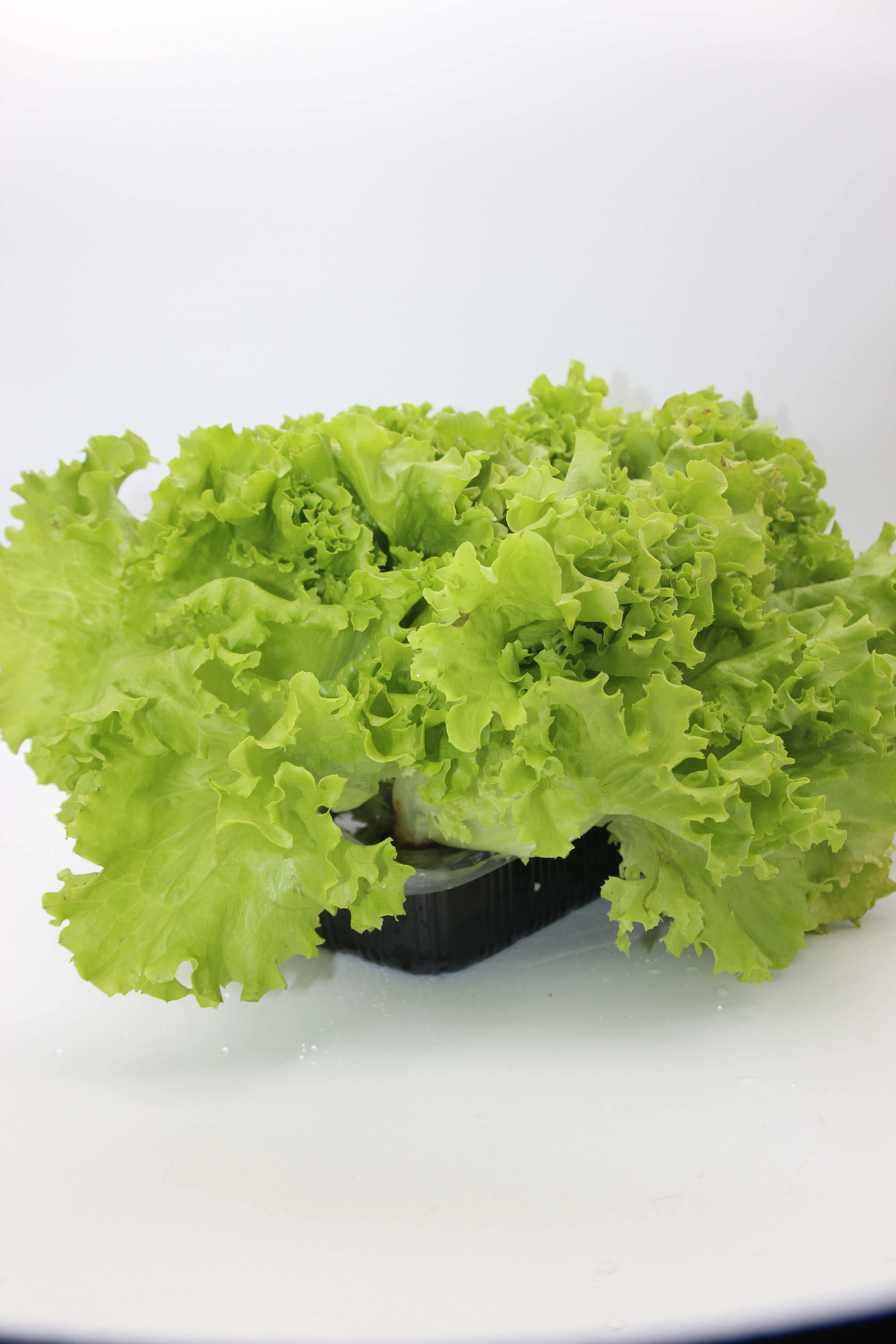 High Grade Wholesale Planting Tray Nursery Trays Garden Stuff Planting Pot