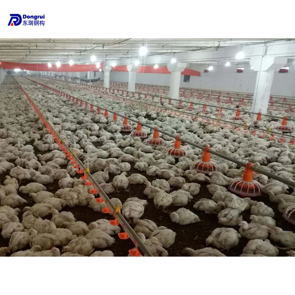 prefab modern houses of chicken poultry house construction