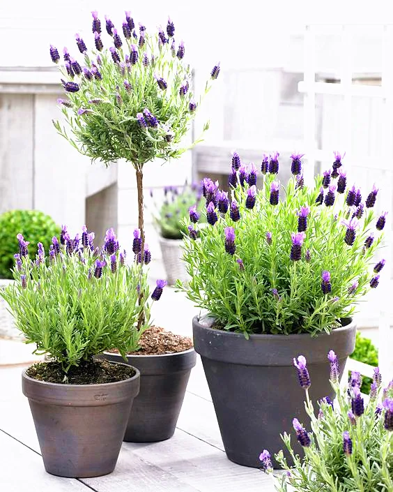 
Lavender Purple Grass Flower Seeds Plant Bonsai Fruit Vegetable Seeds 