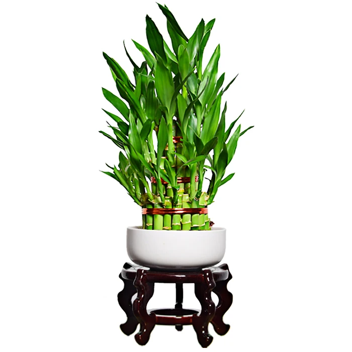 
Fresh Green Leaf Lucky Bamboo 2 Layer 3 layers lucky bamboo For Sale 