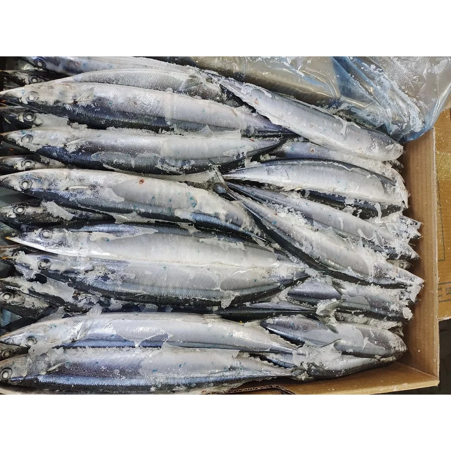 Seafood Export Big Size Frozen Pacific Saury Fish 1#