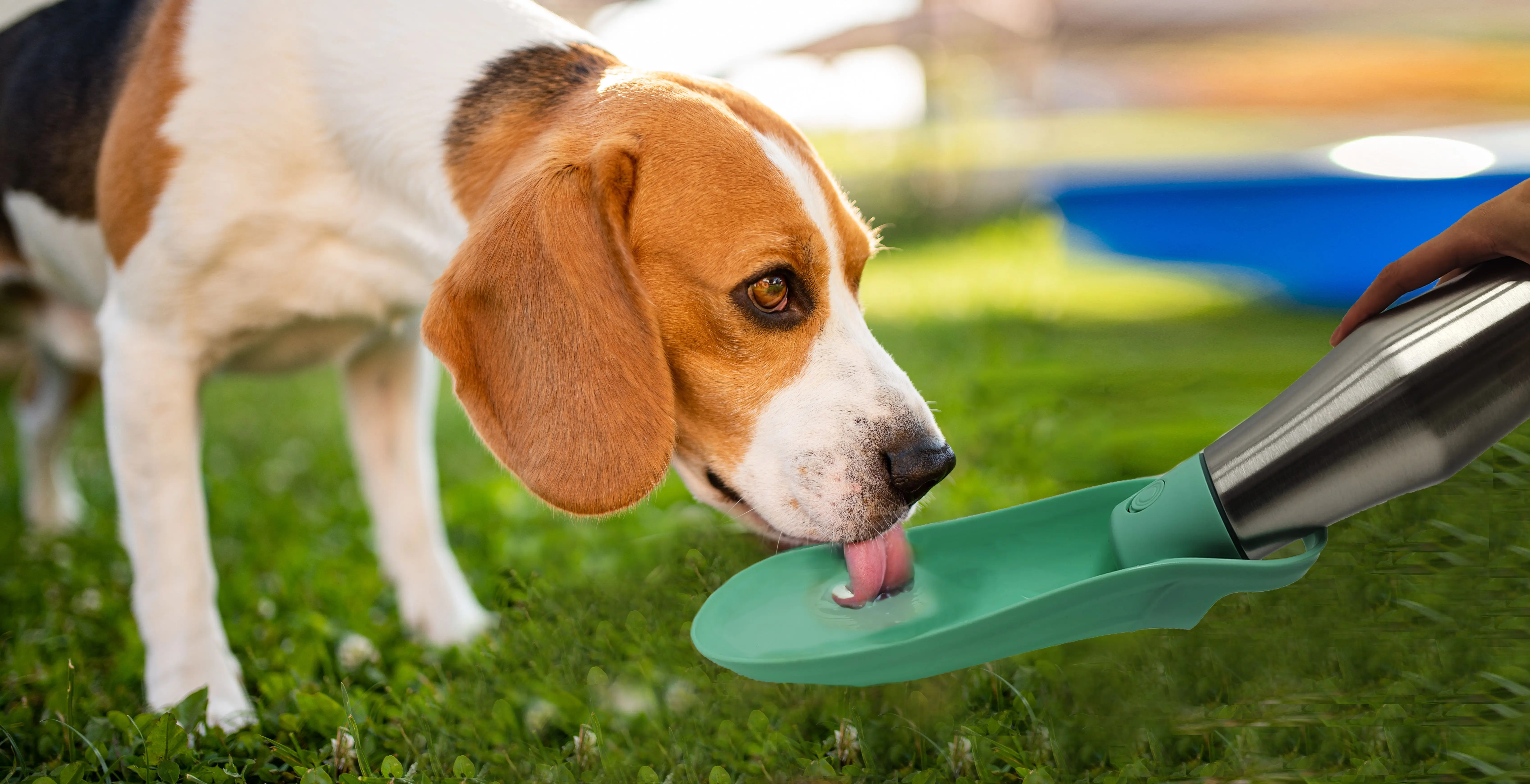 27oz Portable Dog Drinking Water Bottle Stainless Steel Pet Travel Drinking Bottle Water Dispenser With Flip Feeding Bowl