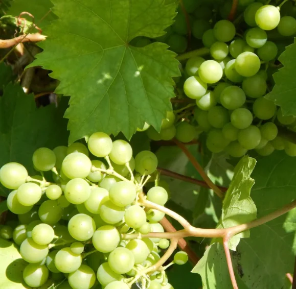 HIGH QUALITY Fresh Grapes  - TURKEY (Antalya) 2022