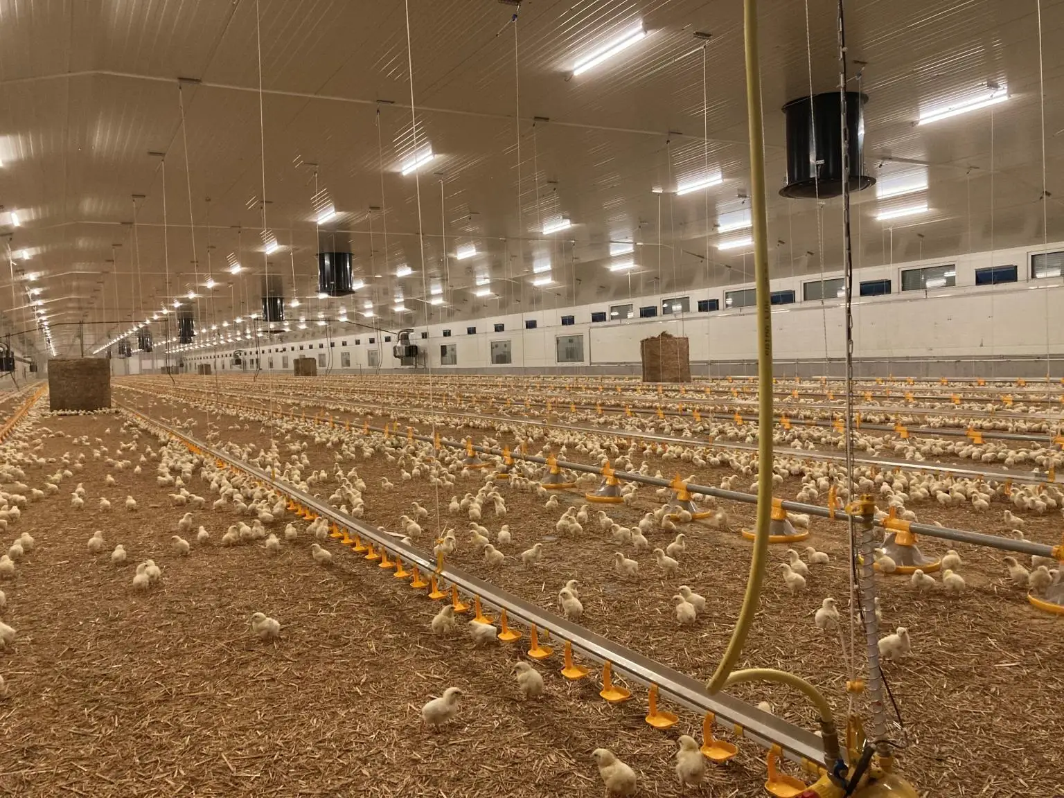 4ft ip65 waterproof 0-10V dimmable poultry chicken farm ammonia proof led tri-proof lights