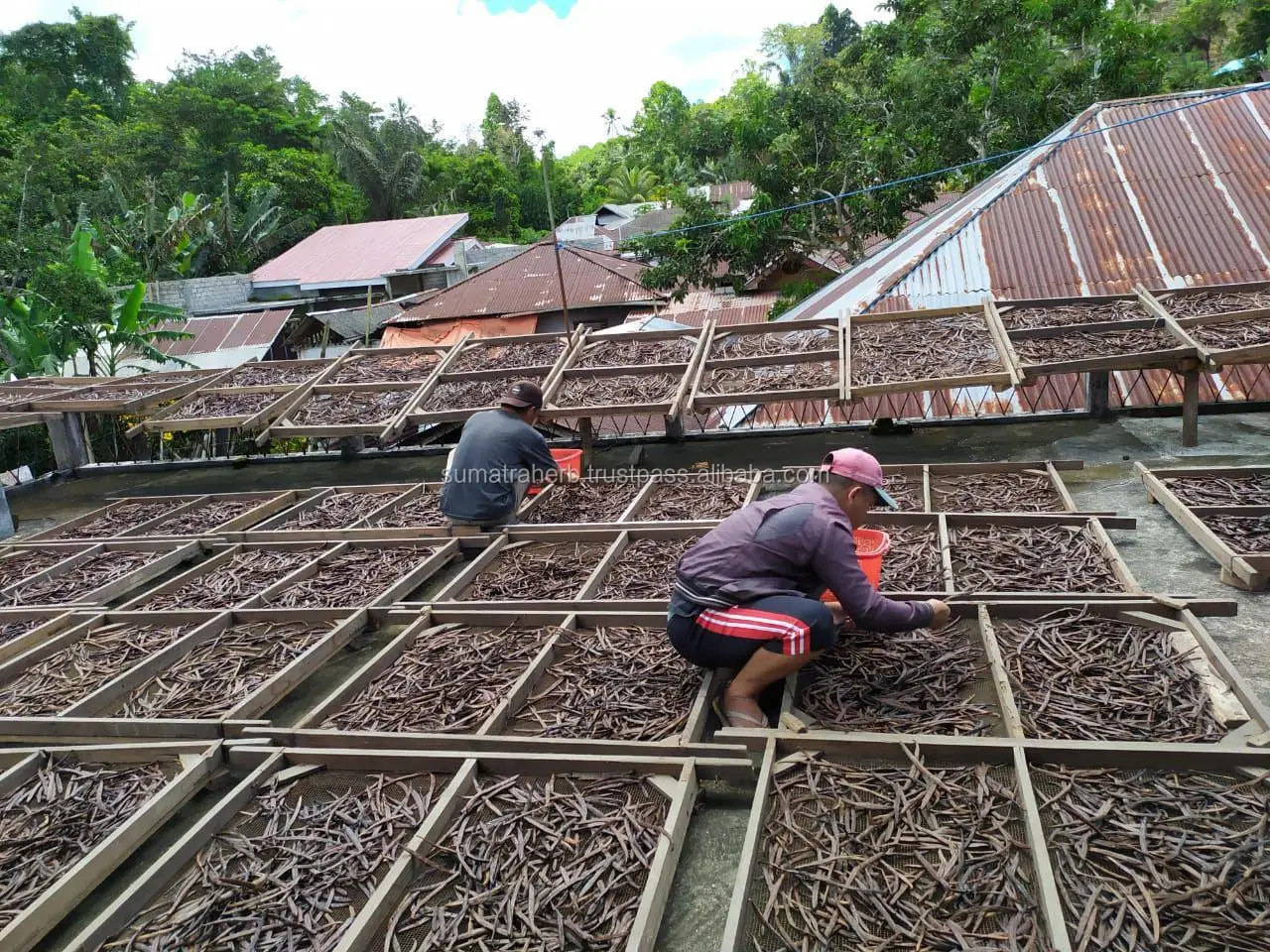 
High quality pure organic vanilla bean for manufacturing 