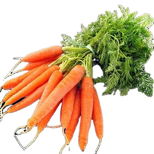 Свежая морковь с высоким экспортным стандартом и дешевой ценой от Вьетнама