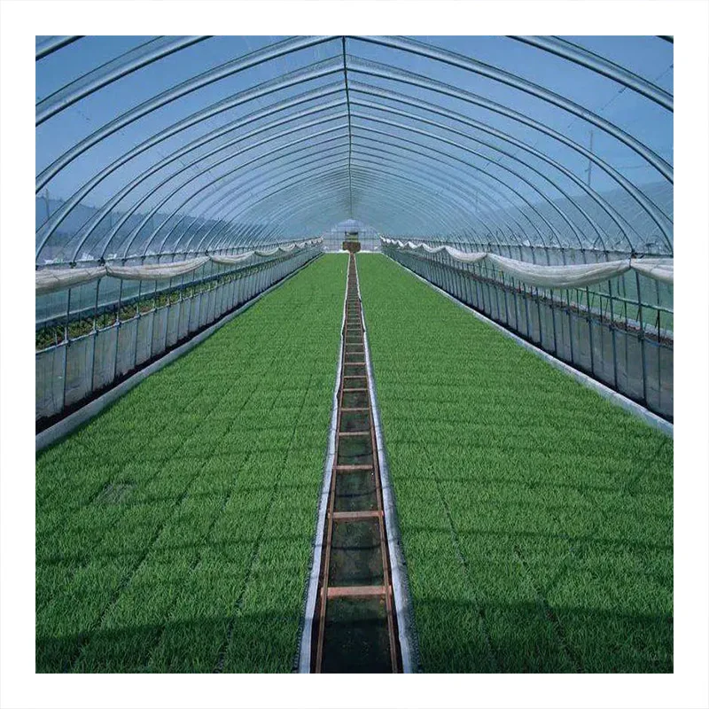 Commercial Tunnel Dwc Hydroponic Systems Vertical Single-span Greenhouses Equipment For seeding breeding
