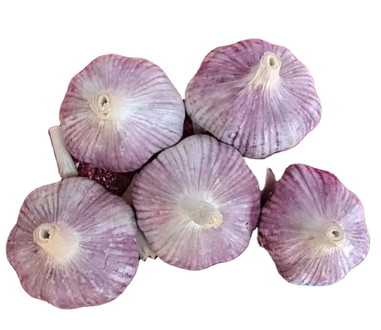 2022 new crop garlic Shandong fresh garlic manufacturer low price garlic