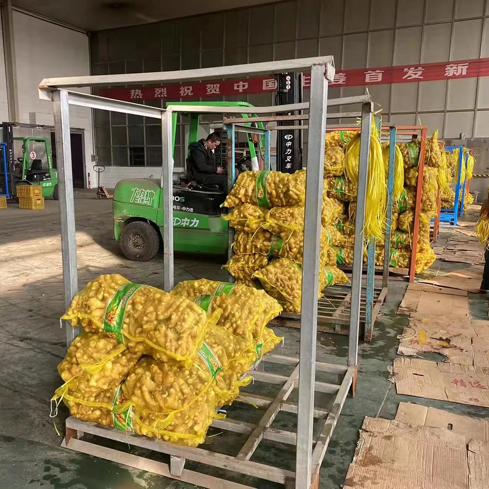Ginger fresh organic Chinese fresh mature dried ginger root 150g 200g specification in 5 10 13kg PVC boxes