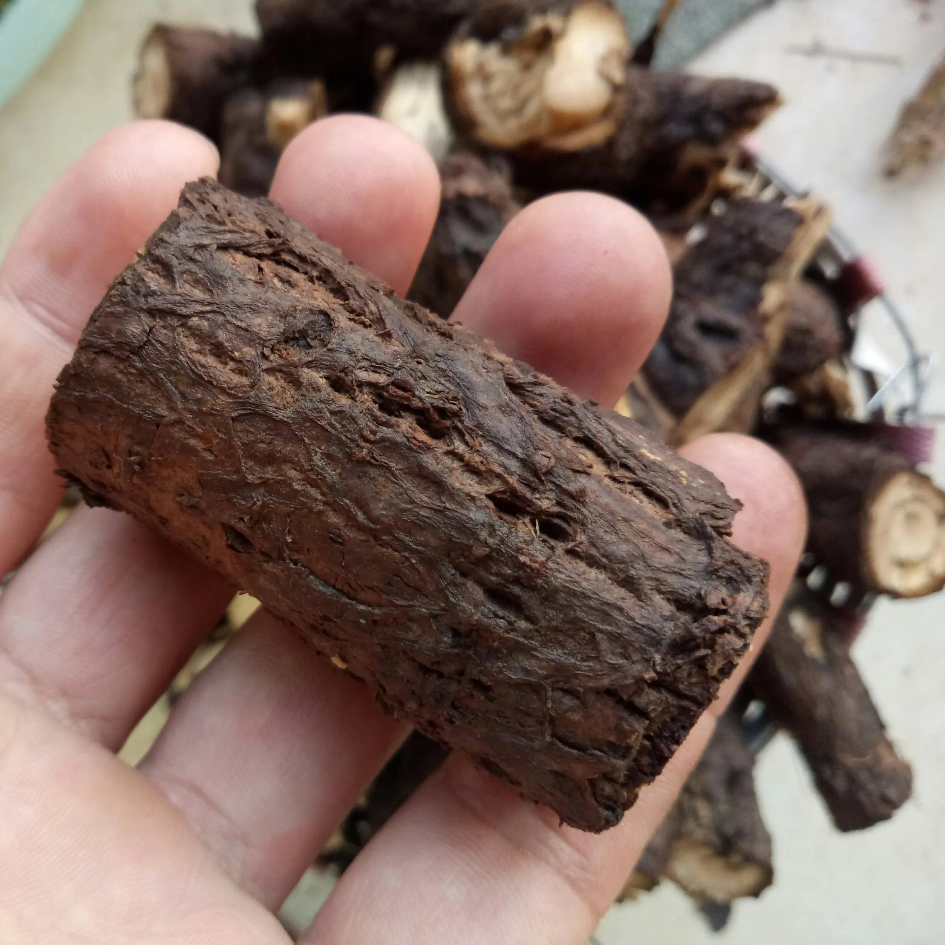 Wholesale Paulownia Sieb et Zucc Fresh root for sale