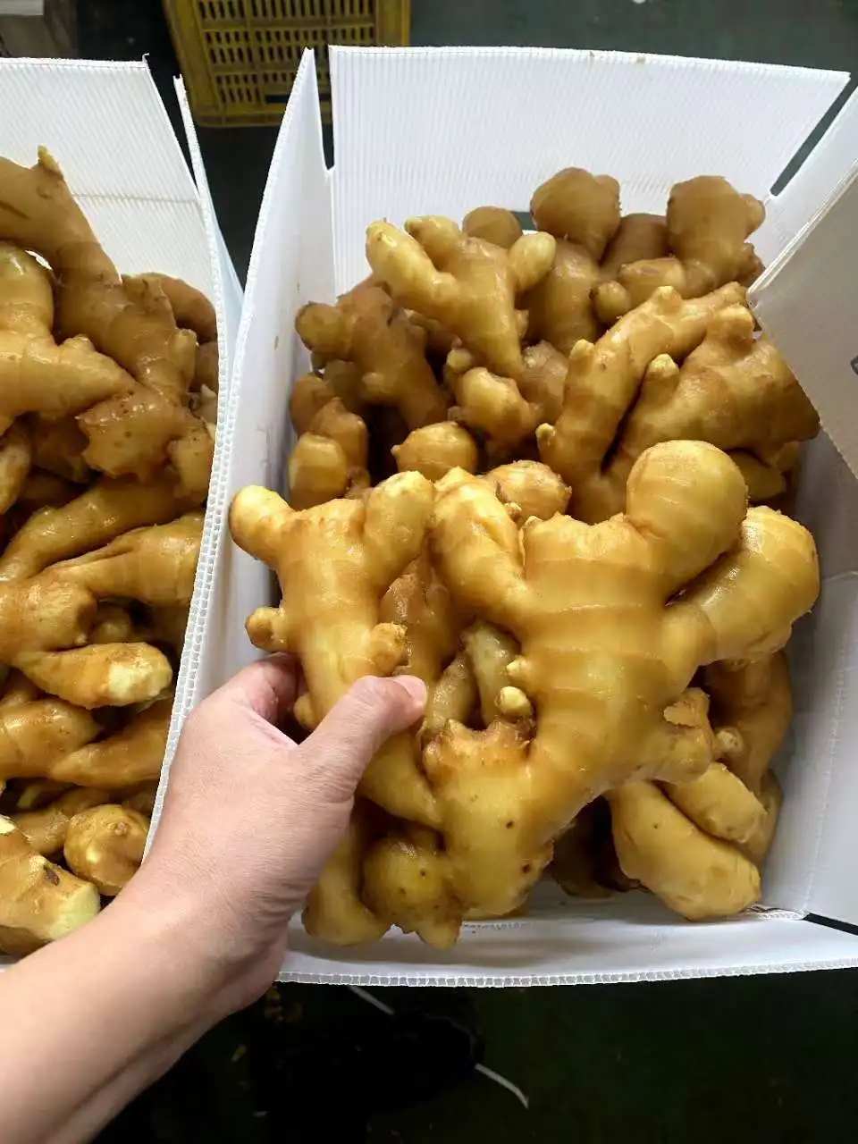 Organic Ginger USDA certification Dried Ginger Supplier Fresh Ginger Pvc Carton Packaging For Wholesale