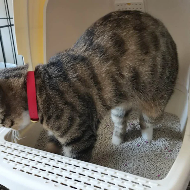 5L Strong Cat Litter Agglomeration And Deodorization ball shape cat sand bentonite cat litter arena para gatos