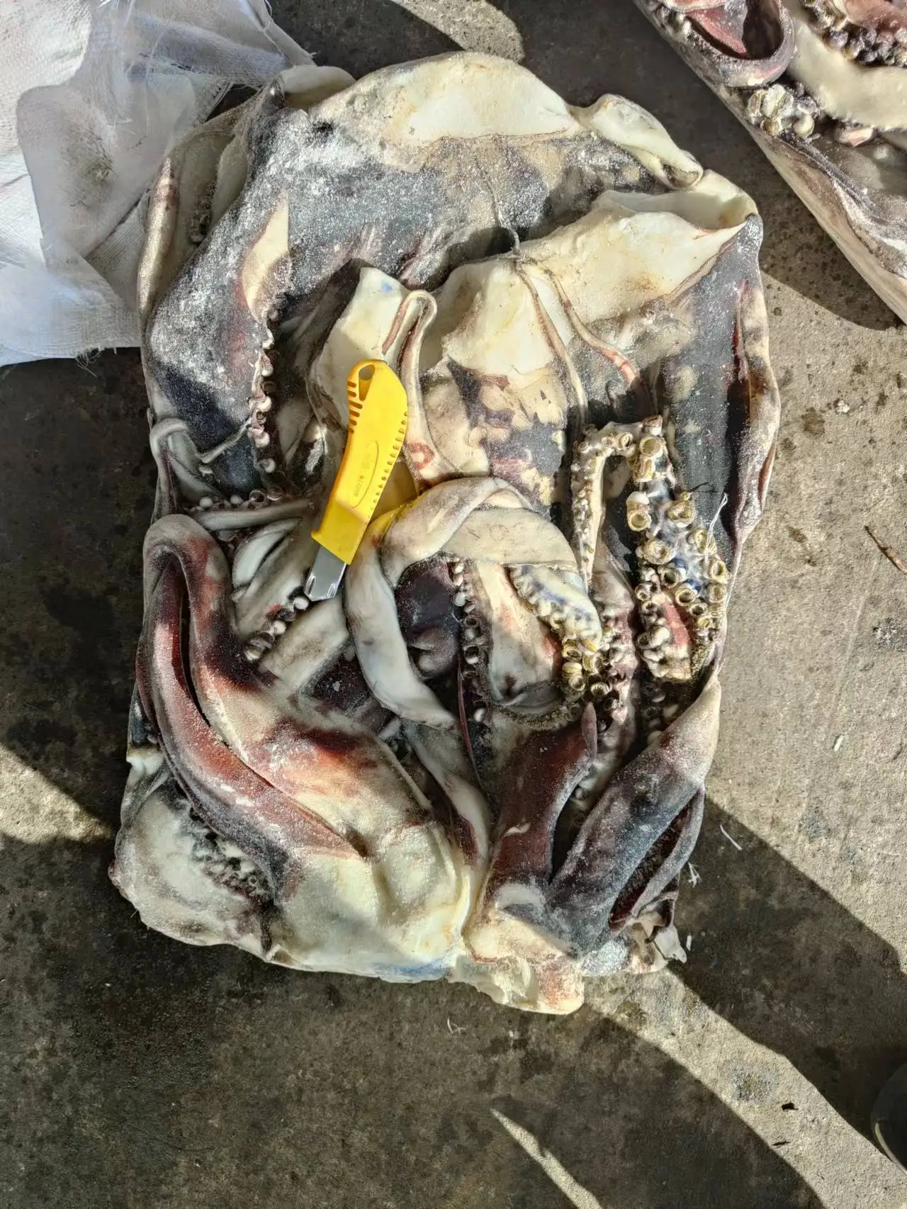 Frozen Giant Squid Long Sexual Tentacle Squid Head Tentacle Price