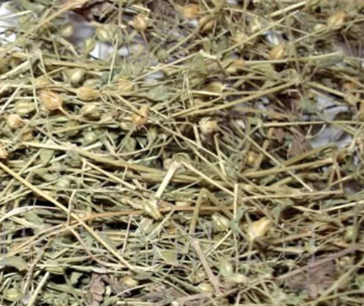 100% Raw Natural Bulk Tea Dried Eyebright Grass Euphrasia Rostkoviana Dry Plants for Sale