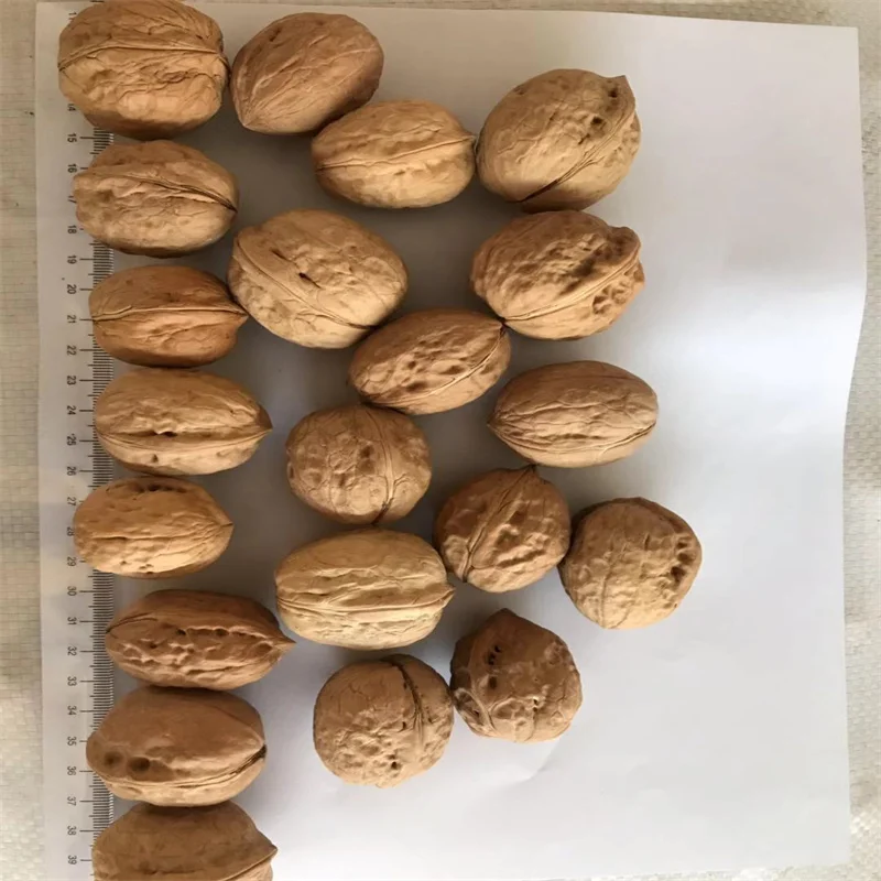 Best Price Shell Walnuts Peeled for Sale