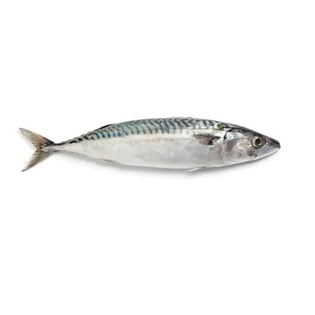 Frozen Seafood Frozen Pacific Mackerel Fish Supplier For Thailand Market