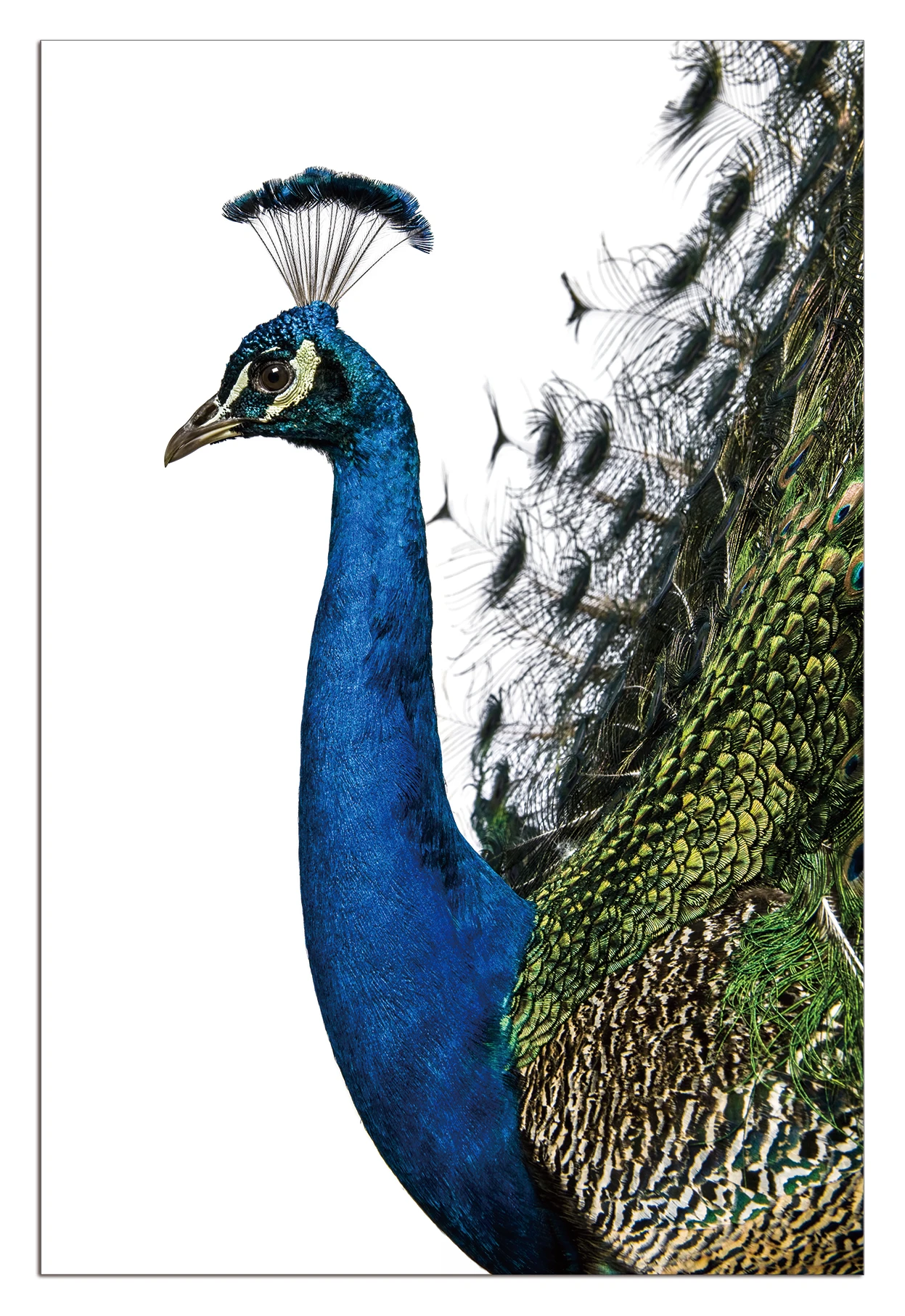 HD Realistic Wild Animal Acrylic Wall Art Canvas Decorative Painting Digital Painting Photo Painting Unframed Office Living Room