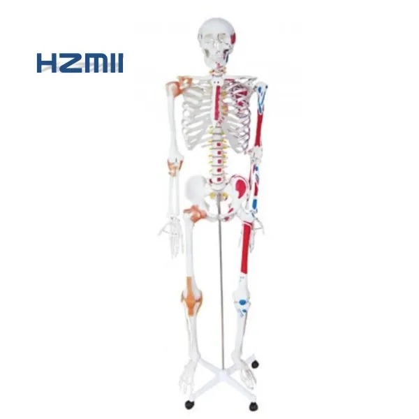 170 Human skeleton model with muscle coloring and ligament model,teaching skeleton model