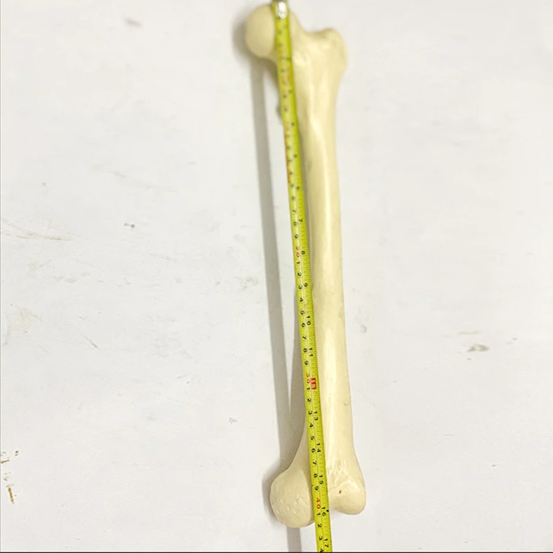Life size human bones medical teaching loose bone model femur tibia limb bone model