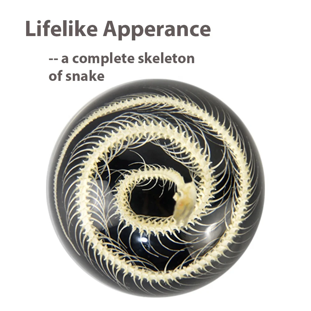 taxidermy specimen manufacturer new design custom crystal clear transparent real snake skeleton resin half dome paperweights