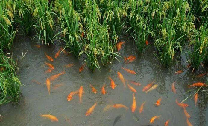 Agricultural EM Bacteria effective microorganisms for strengthening seedlings, sewage treatment