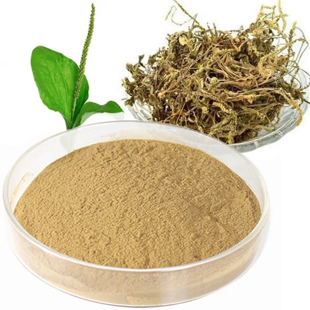 Manufacturer Supplier plantenolic acid 4:1 10:1 20:1 Plantain Extract Asiatic plantain Herb P.E.