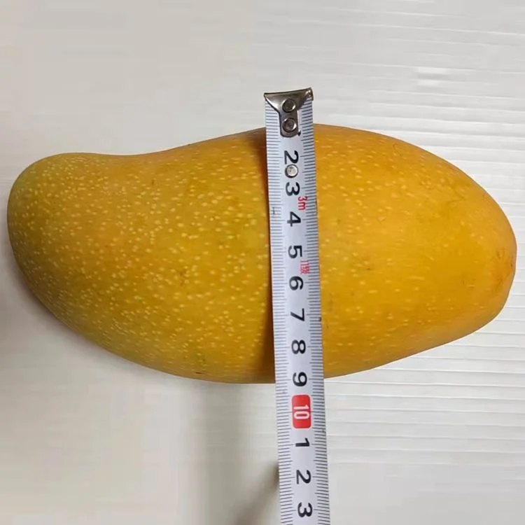 Hot Sale Big Sweet Mango High Quality Fresh Fruits Yummy Mango