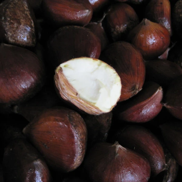 
2020 new season chestnut 30-40 40-50 50-60 
