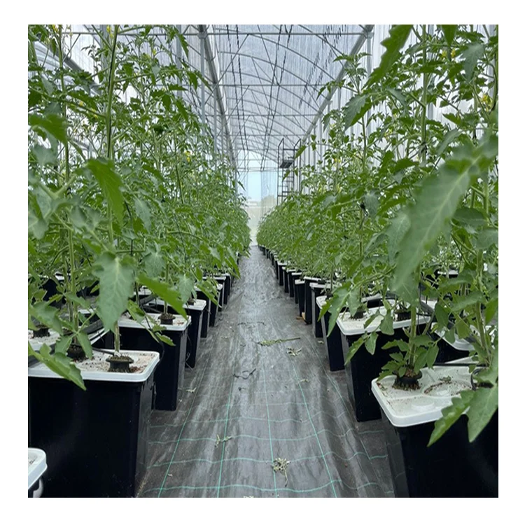 Factory direct sale PP material square planting Dutch barrel for large tomato planting