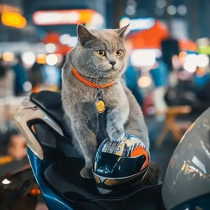 Personalized mini motorcycle helmet ABS cat headwear motorcycle helmet toy model for pets