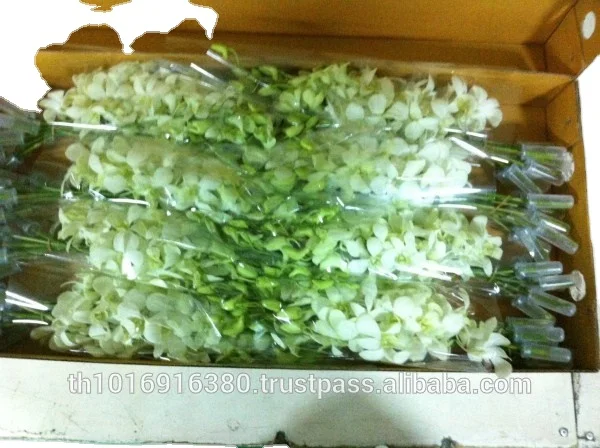
Fresh Orchid Flowers White 