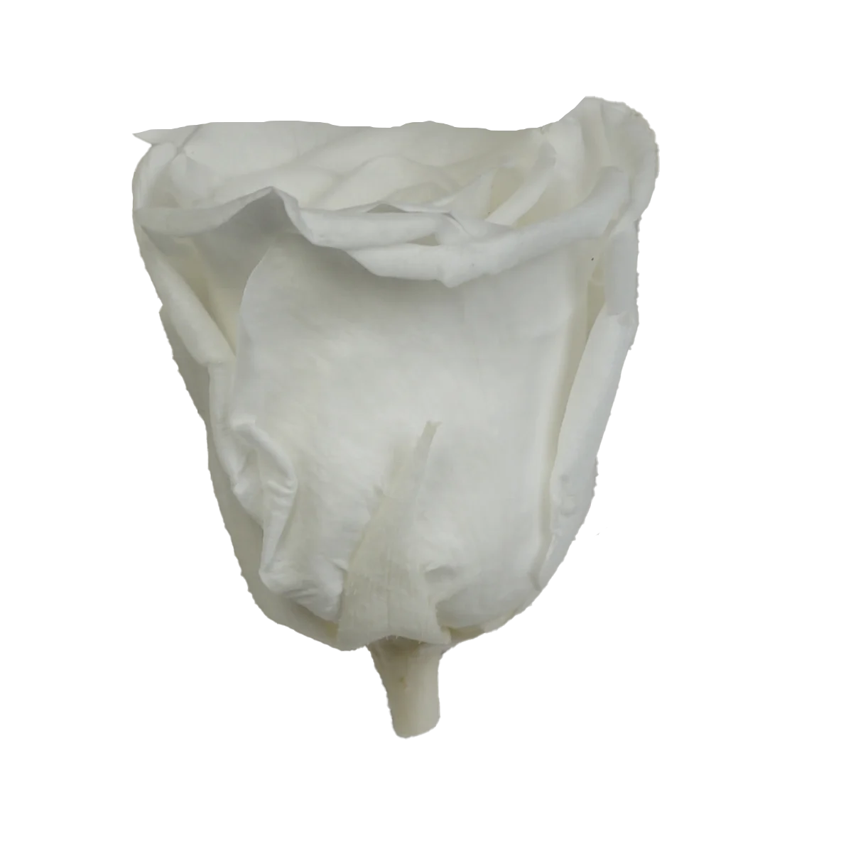 UKIQUEEN Wholesale 3-4CM Grade-A Preserved Roses Head Immortal Eternal Roses Real Forever Roses Preservada Eternelle Rosas