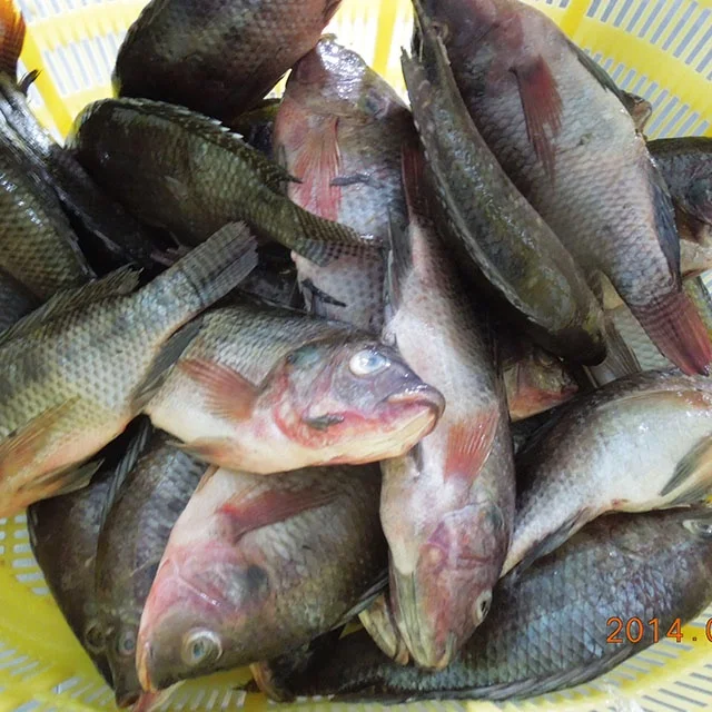 Реалистичные круглые рыбные продукты тилапии, поставка из Китая