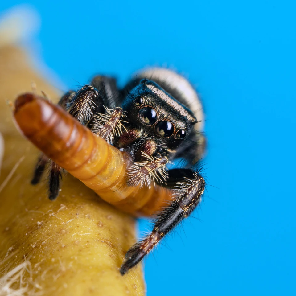 Hamster Food Dried Mealworms/High Protein Dried Meal Worm For Animal Feed