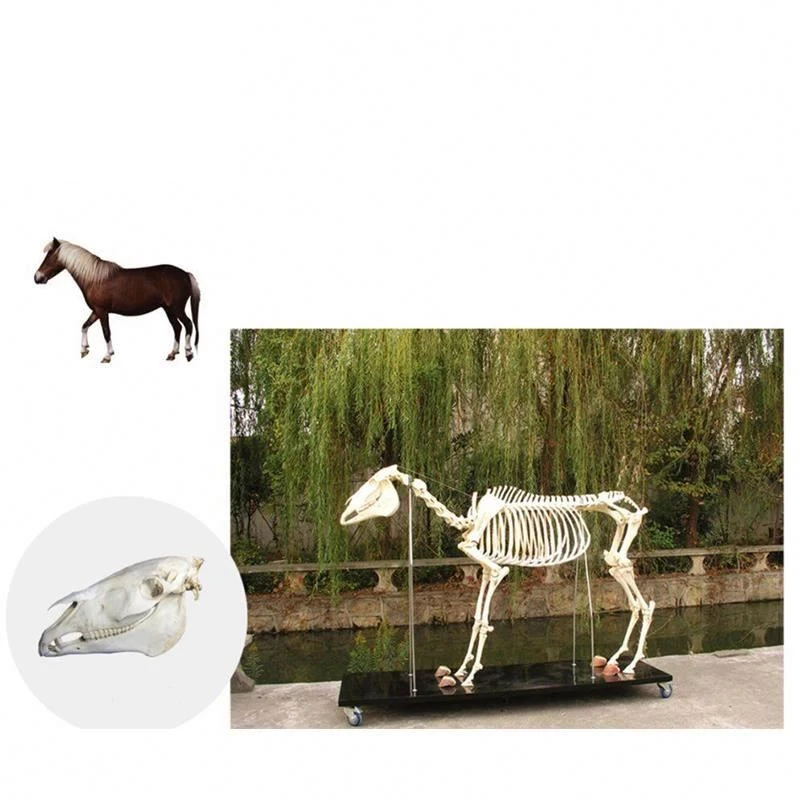 Medical life size Horse Skeleton Model PVC 3d animal Horse Skeleton model anatomical models