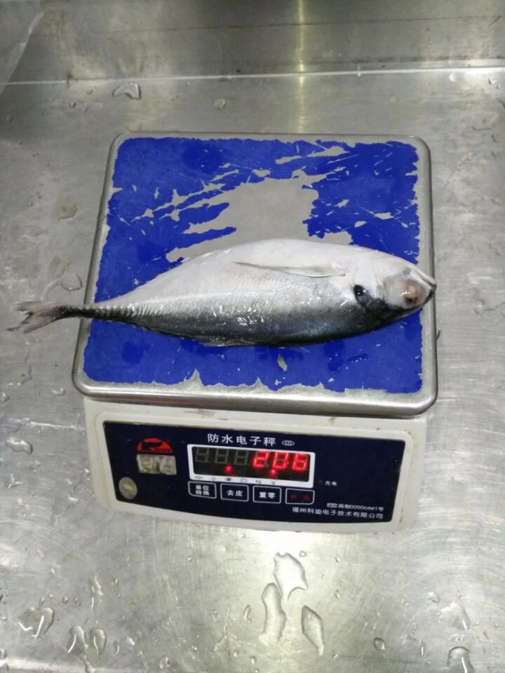 Горячая Распродажа, морепродукты, рыба, замороженный Жесткий Хвост