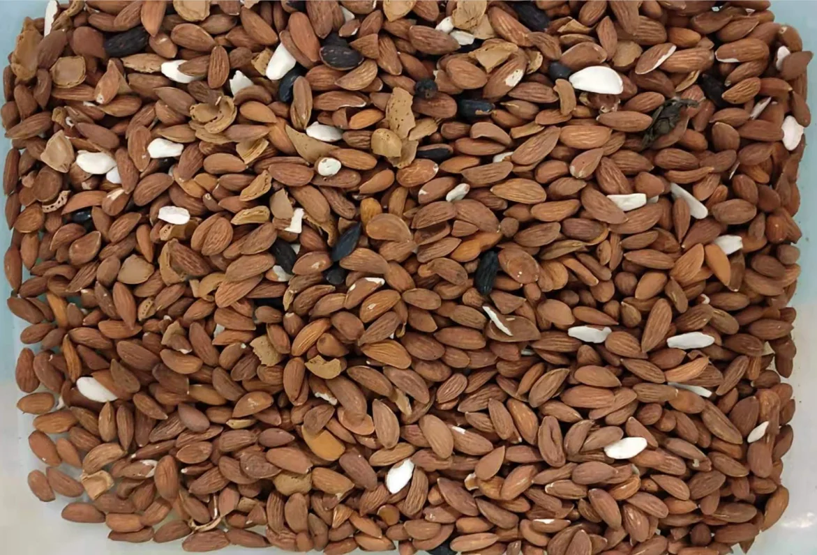 Cost-effective Mini Almond Color Sorter Color Sorting Machine For Almond Clean Separate Processing Machine