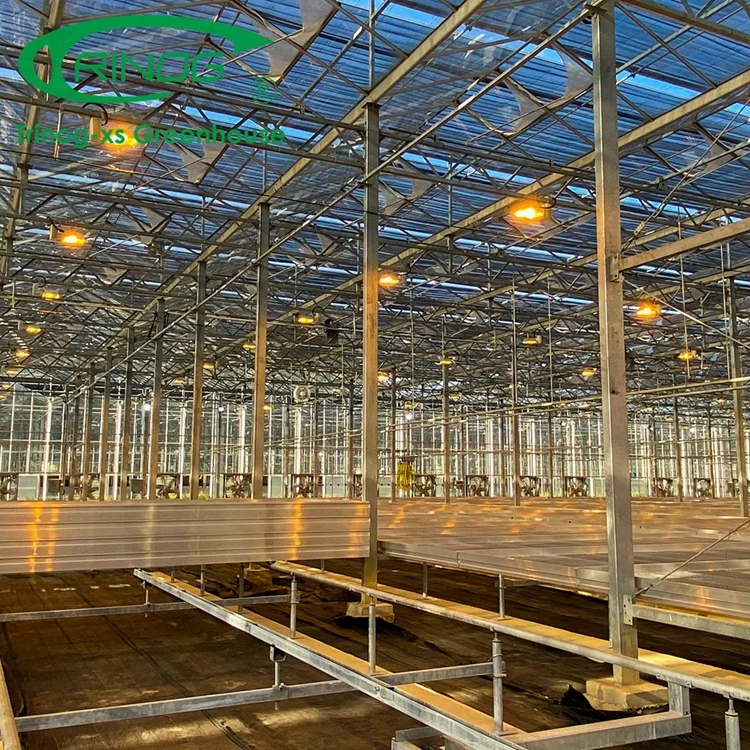 Trinog Greenhouse Dutch Venlo agriculture nursery glass hydroponics greenhouse with LED lights