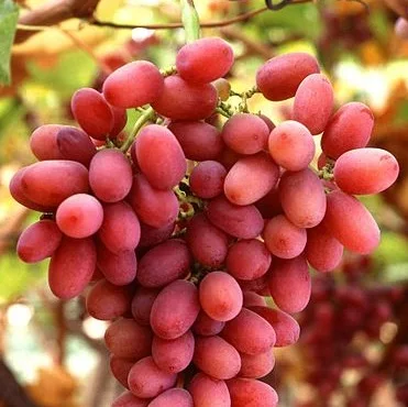 South Africa superior seedless big red and green grapes