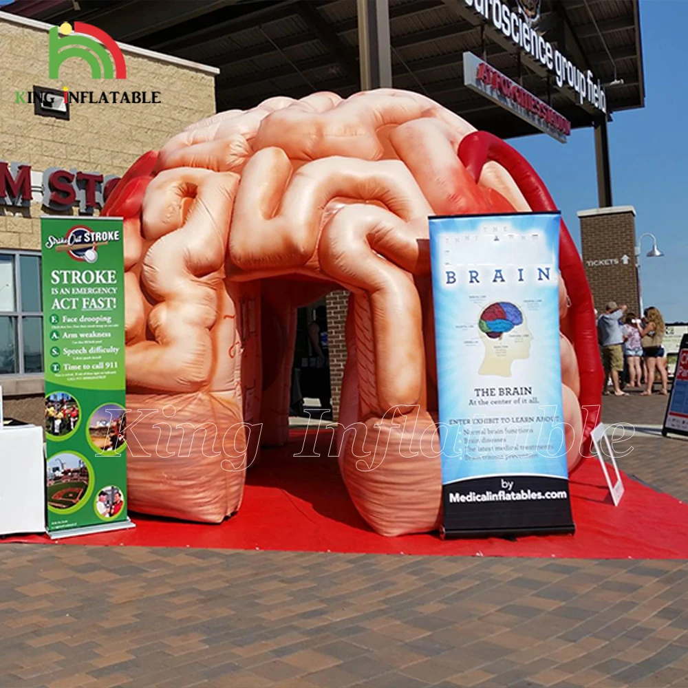 Medical Inflatables Brain Exhibit Human Organs Educational Models