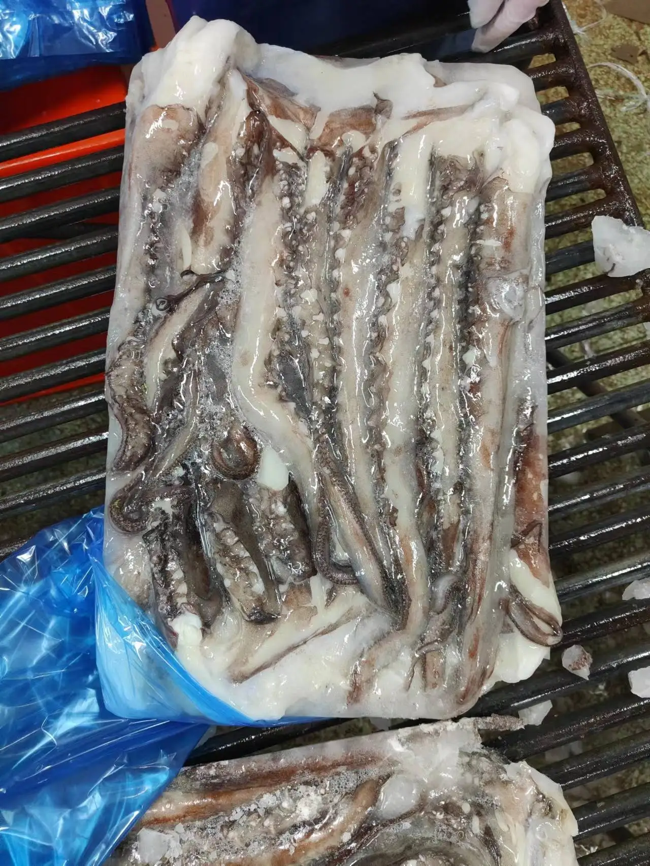 Frozen Giant Squid Long Sexual Tentacle Squid Head Tentacle Price