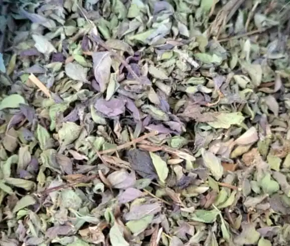 Wholesale Premium Quality Steak Spice oregano leaves natural dried Factory directly Dried oregano leaves