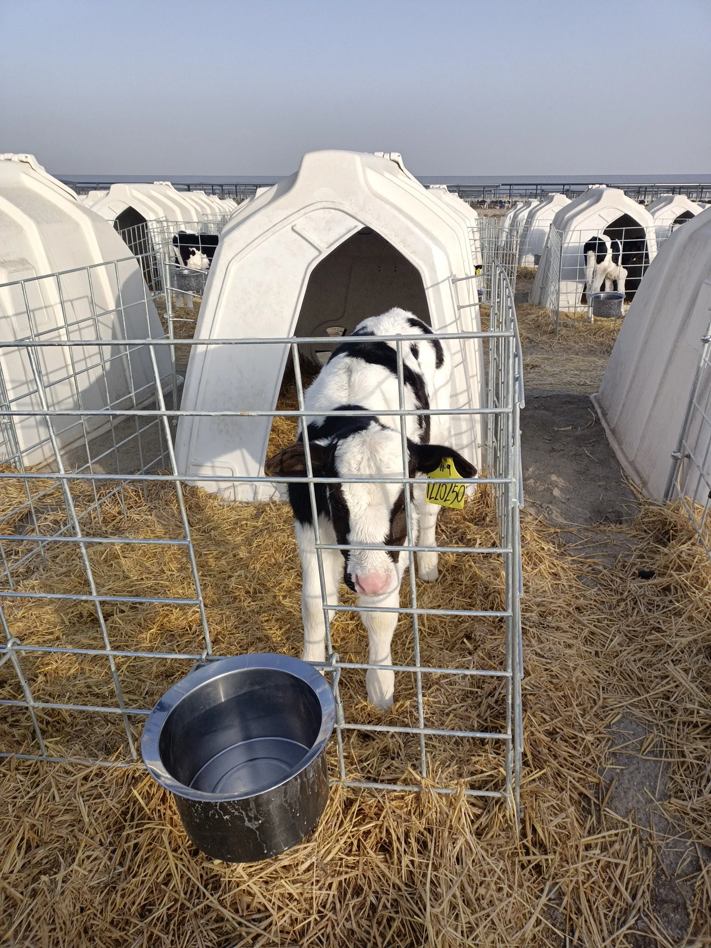 High Quality Comfortable Calf Hutch  Farm Equipment Cheap Plastic Diary Cow Comfortable Livestock House With Young Sheep