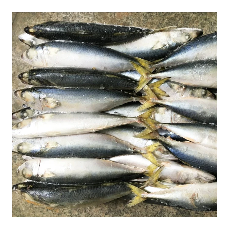 Новая морская замороженная Тихоокеанская скумбрия 10 кг 15 упаковка