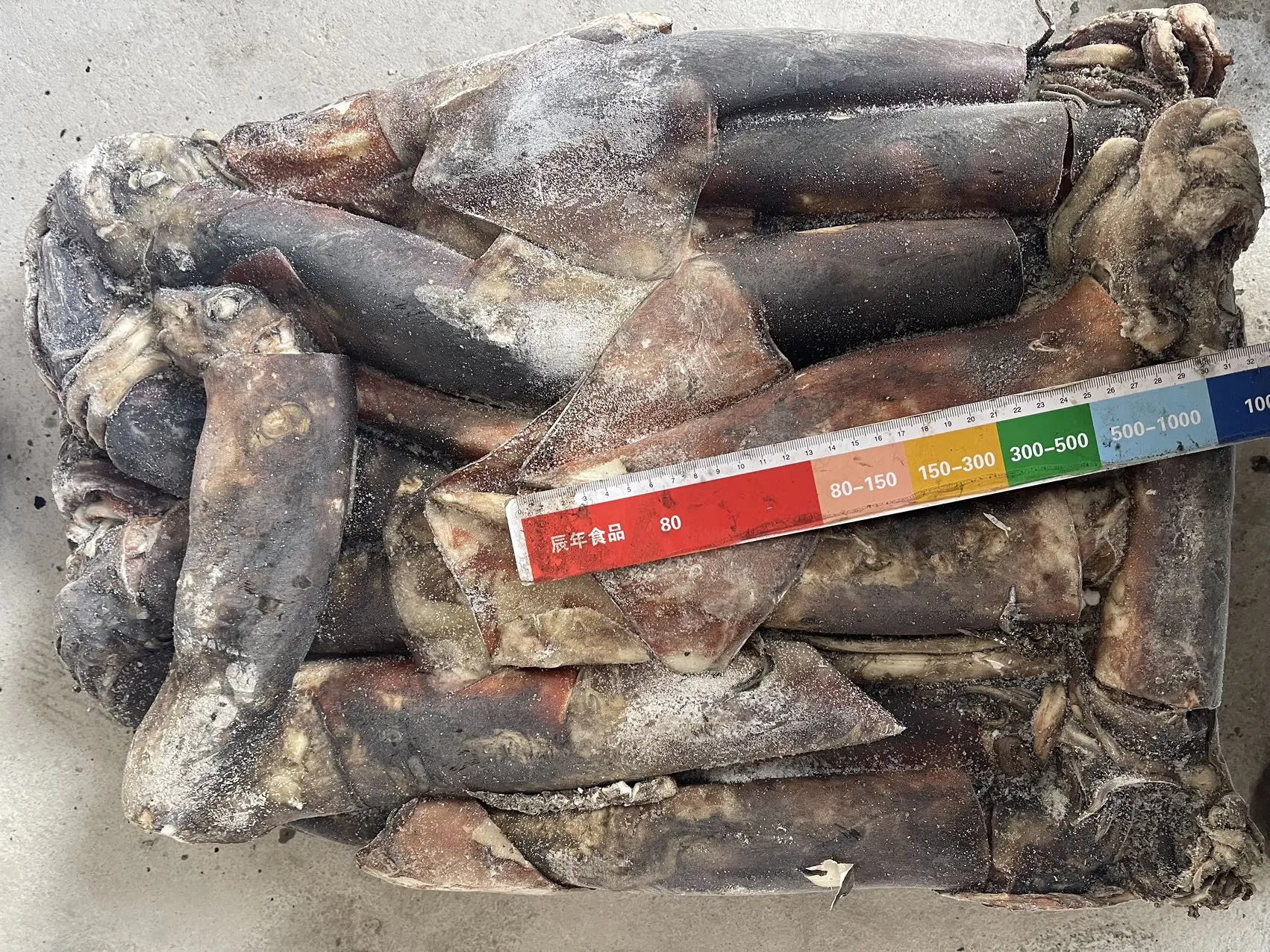 500-1000g Whole Round Squid Dosidicus Gigas Sea Frozen Equator Squid