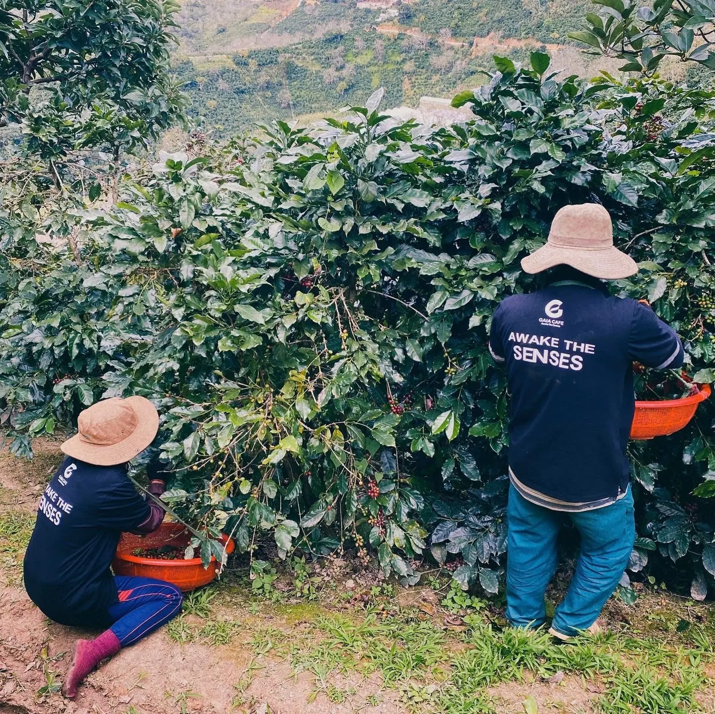 ARABICA желтые Бурбоны зеленые бобы мед вьетнамская Арабика кофейные с 98% зрелостью в 2023 нового урожая-2024