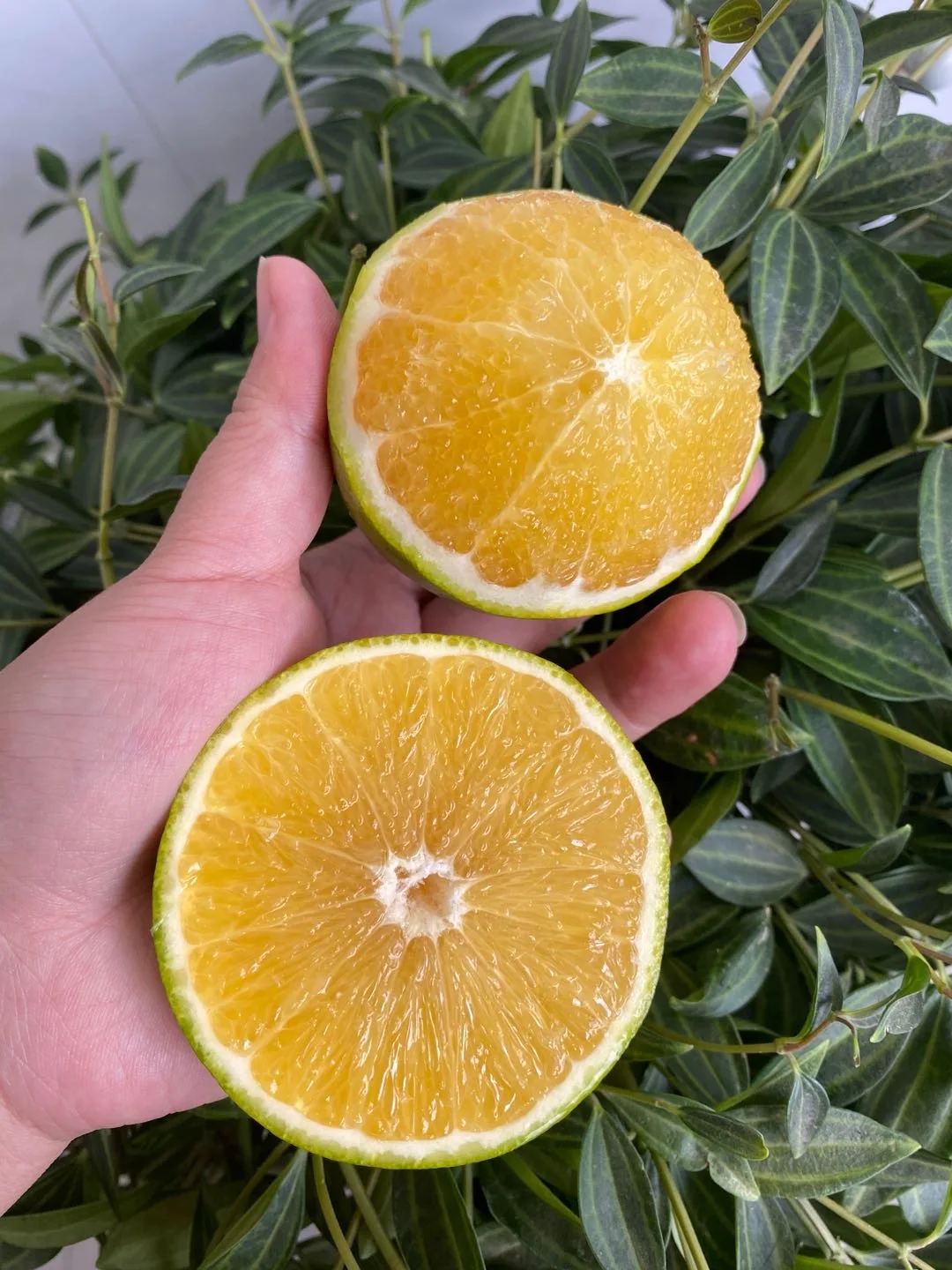 Good Quality cheap price fresh big sweet mandarin orange